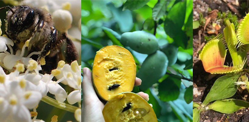 Native Plants & Pawpaw Field Day
