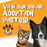 Animal Adoptions